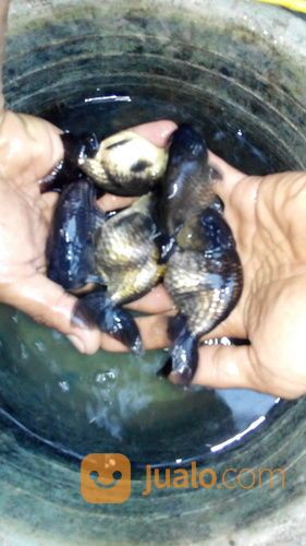 Ikan Koki Ranchu Black, Black Ranchu