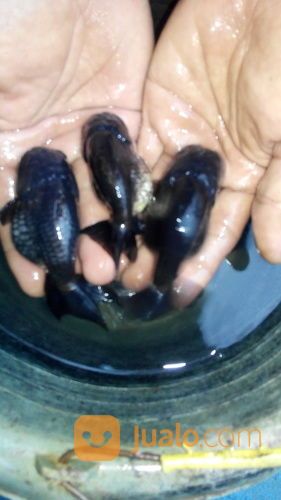 Ikan Koki Ranchu Black, Black Ranchu