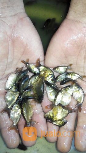 Ikan Koki Ranchu Black, Black Ranchu