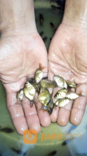 Ikan Koki Ranchu Black, Black Ranchu