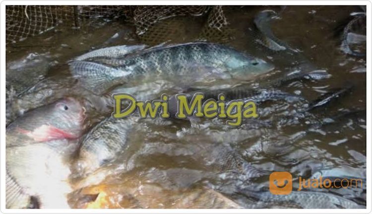 Ikan Nila Hitam Segar - Ikan Nila Hitam Hidup