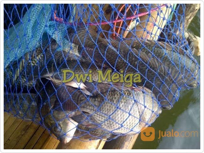 Ikan Nila Hitam Segar - Ikan Nila Hitam Hidup