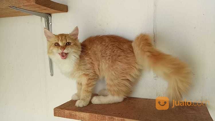 Kucing Maine Coon Betina Kitten