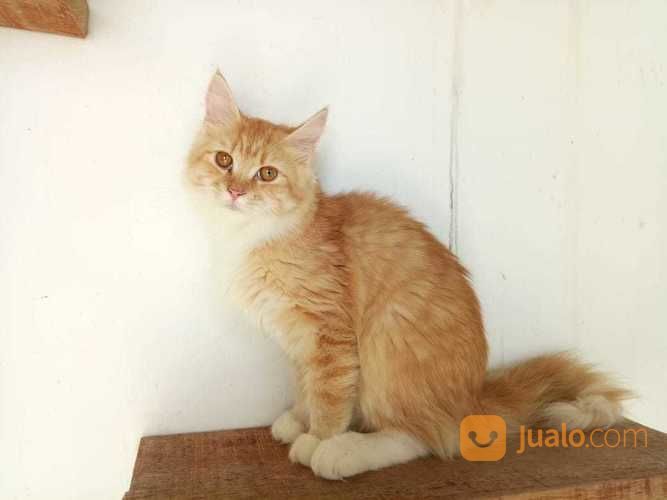 Kucing Maine Coon Betina Kitten
