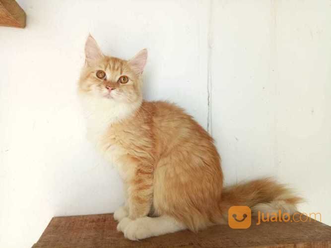 Kucing Maine Coon Betina Kitten