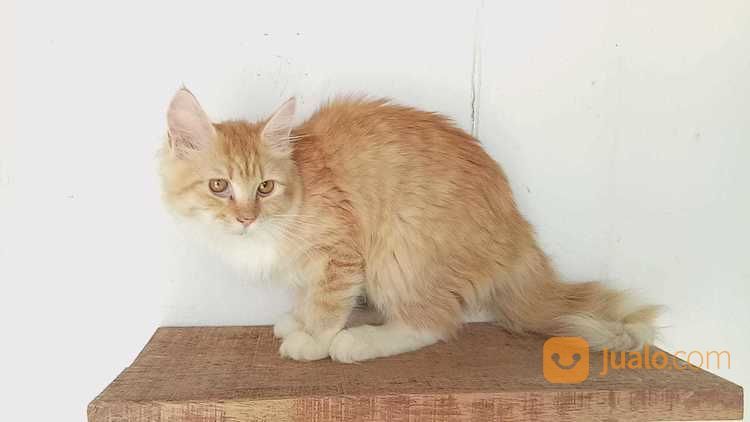 Kucing Maine Coon Betina Kitten