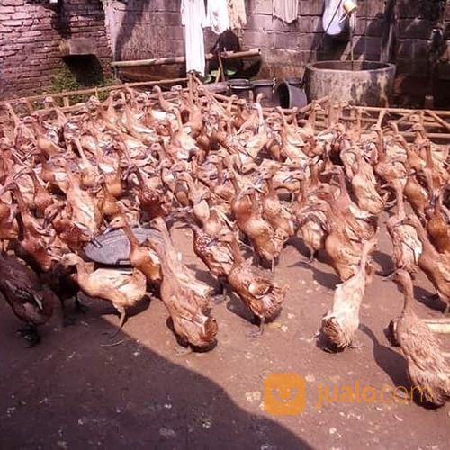 Bebek Bayah Petelur Sdh Produksi Ready Stok...