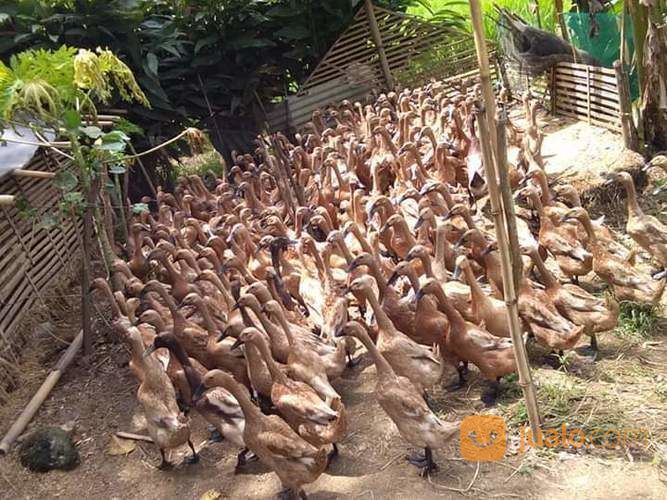 Bebek Bayah Petelur Sdh Produksi Ready Stok...