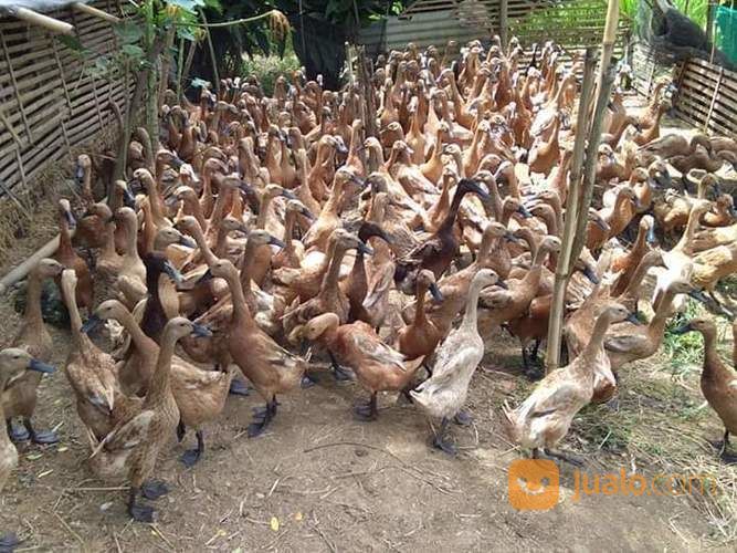 Bebek Bayah Petelur Sdh Produksi Ready Stok...