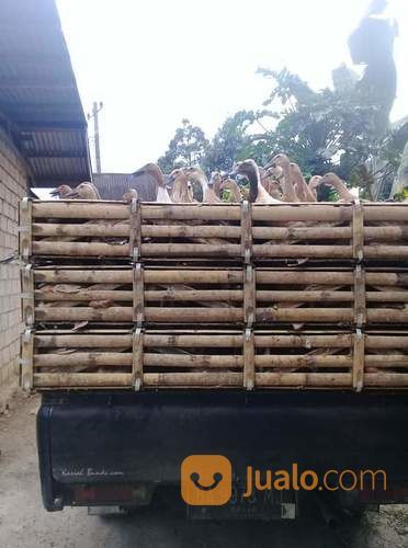 Bebek Bayah Petelur Sdh Produksi Ready Stok...