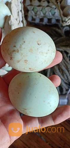 Bebek Bayah Petelur Sdh Produksi Ready Stok...