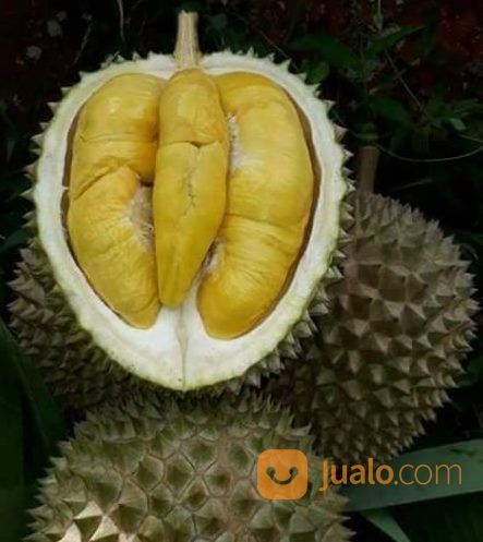 Bibit Durian Musang King Kaki Tiga Super Harga Murah