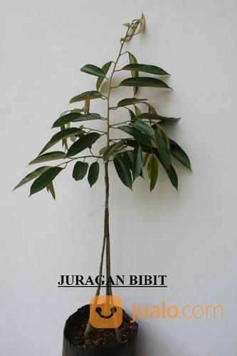 Bibit Durian Musang King Kaki Tiga Super Harga Murah