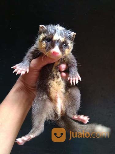 Baby Musang Biul