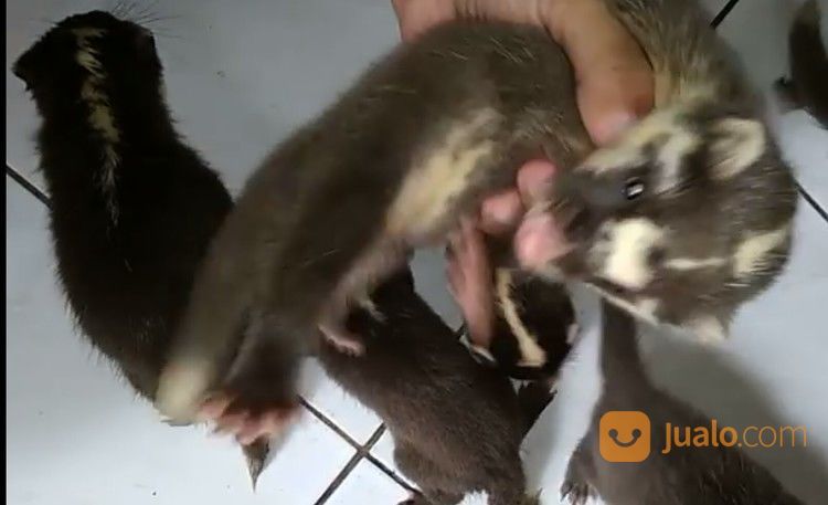 Baby Musang Biul