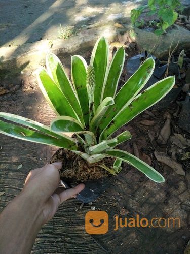 Tanaman Hias Bromelia Varigata - Pohom Bromelia Putih