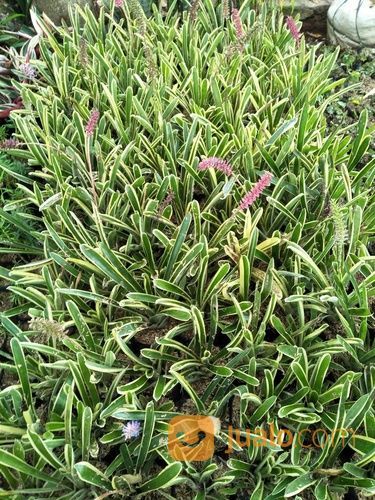 Tanaman Hias Bromelia Varigata - Pohom Bromelia Putih