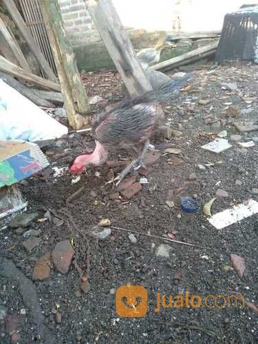 Ayam Cemara / Bulu Lidi Gundul Langkah