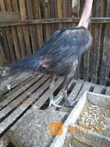 Ayam Cemara / Bulu Lidi Gundul Langkah