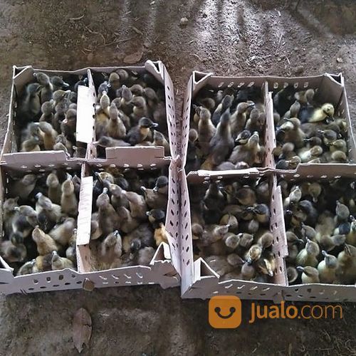 Dod Petelur Mojosari