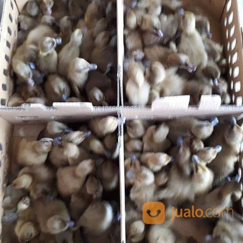 Dod Petelur Mojosari