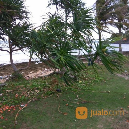 Pohon Pandan Laut