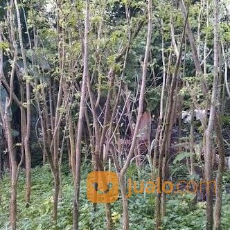 Pohon Trembesi Murah