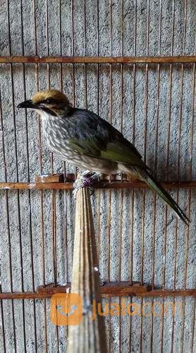 Cucak Rowo Asli Rovel