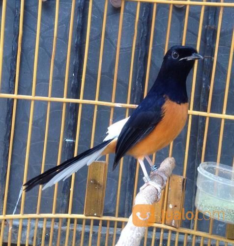 Murai Batu Medan Jantan Trotolan