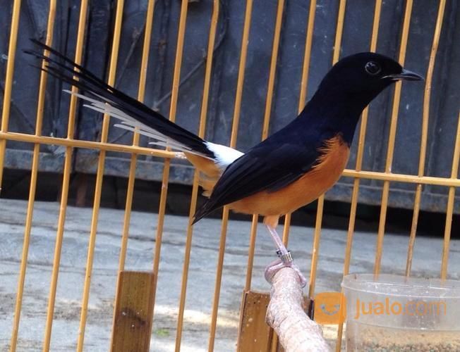 Murai Batu Medan Jantan Trotolan