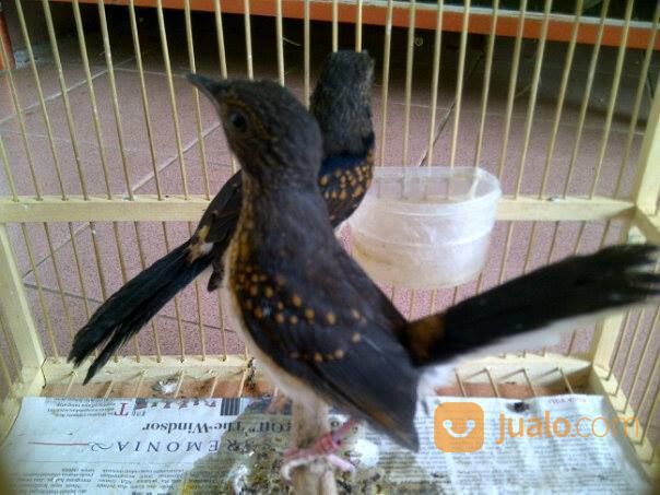Sepasang Anakan Murai Batu Medan Trotol