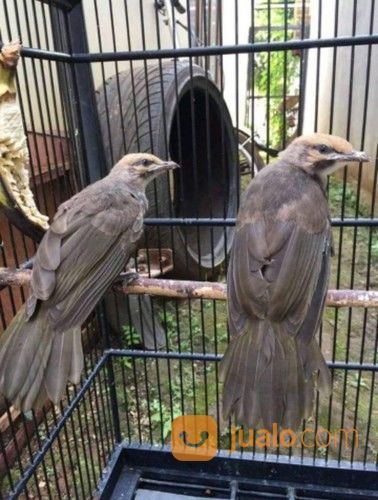 Sepasang Anakan Cucak Rowo Sumatra