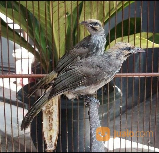 Sepasang Anakan Cucak Rowo Sumatra