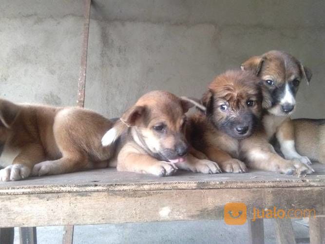 Anak Anjing Kampung