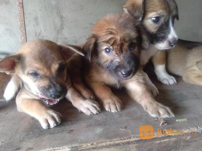 Anak Anjing Kampung