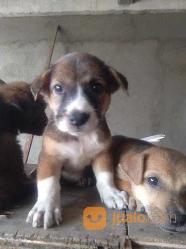 Anak Anjing Kampung