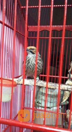 Cucak Rowo Rovel Suara Mantap