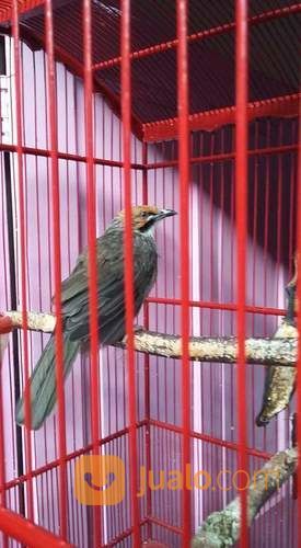 Cucak Rowo Rovel Suara Mantap