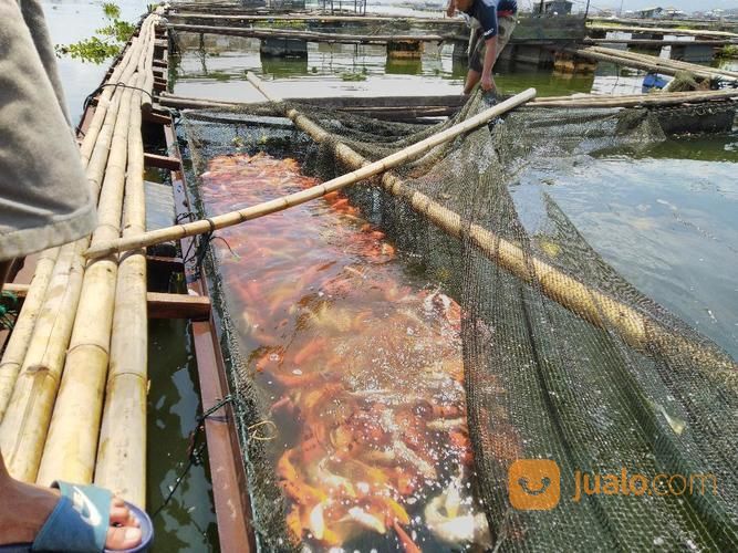 Ikan Mas Merah Bader Najawa