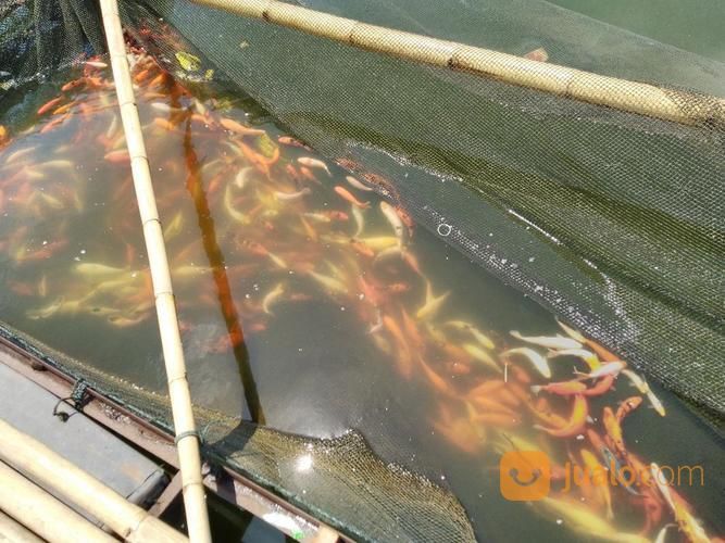 Ikan Mas Merah Bader Najawa