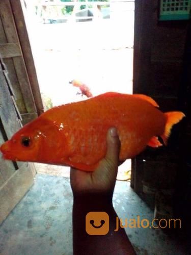 Ikan Mas Merah Bader Najawa