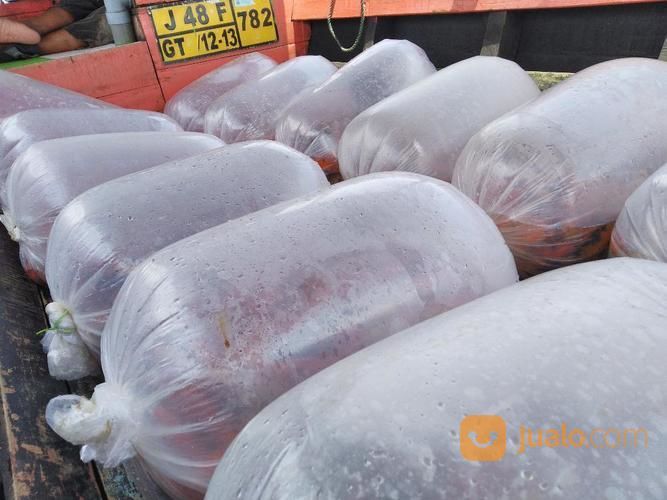 Ikan Mas Merah Bader Najawa