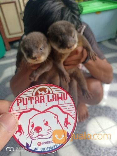 Baby Otter / Bayi Berang Berang