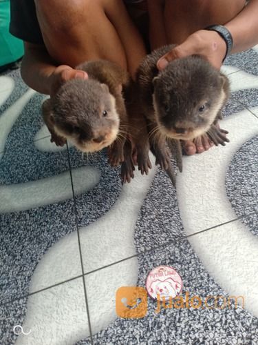 Baby Otter / Bayi Berang Berang
