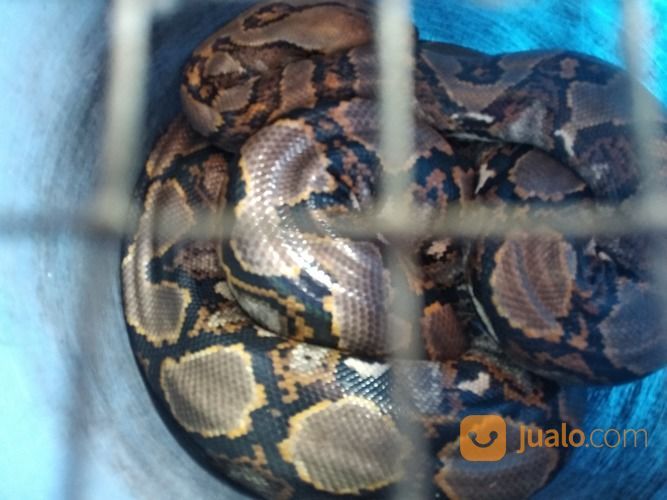 Murah Ular Sanca 3 Meter (Jaktim)