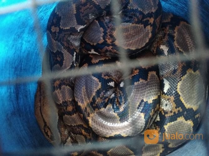 Murah Ular Sanca 3 Meter (Jaktim)