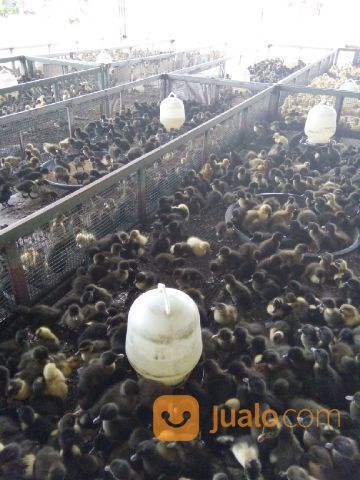 #Info Tempat Penetasan Bibit Bebek Hibrida Di Bandung Dan Cianjur