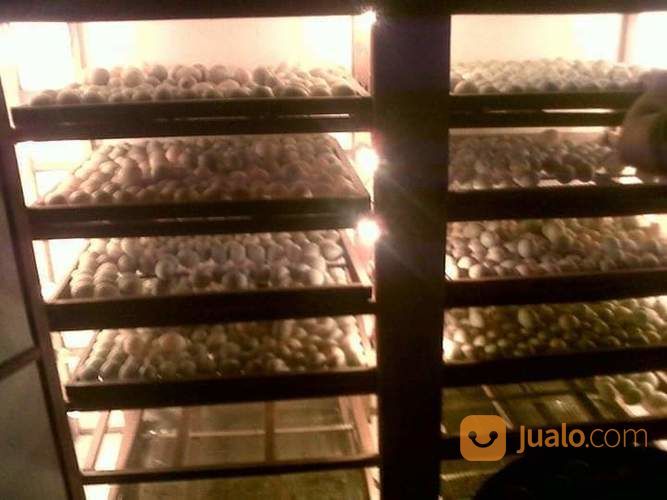 #Info Tempat Penetasan Bibit Bebek Hibrida Di Bandung Dan Cianjur
