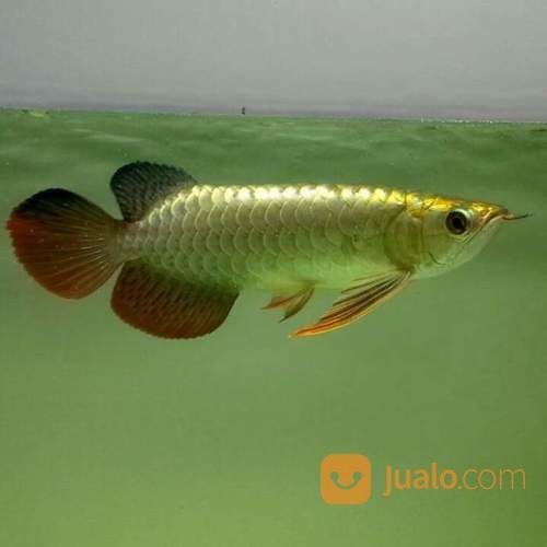 Arowana Arwana Golden Cross Back 24 K Karat Malaysia Singapura