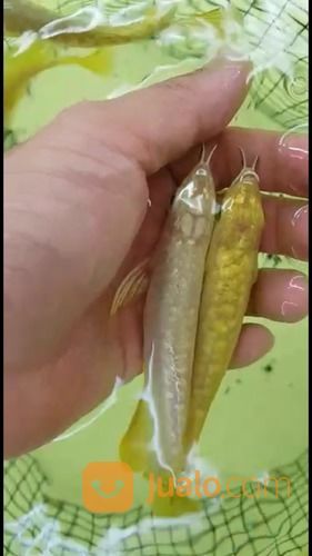 Arowana Arwana Golden Cross Back 24 K Karat Malaysia Singapura